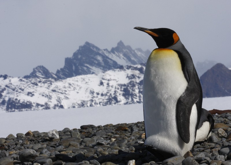 IMG_4248c.jpg - King Penguin (Aptenodytes patagonicus)